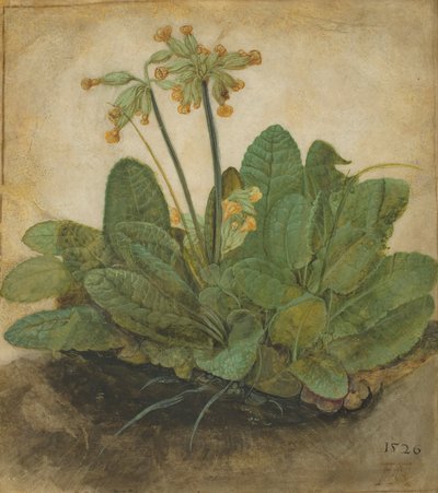 Ciuffo di primule da Albrecht Dürer
