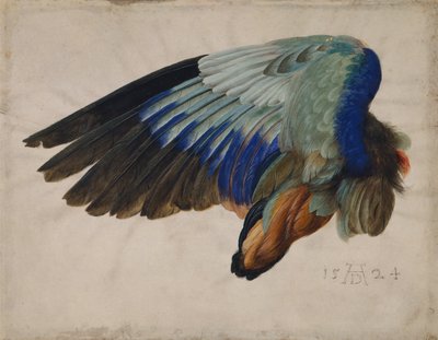 Ala di un gruccione europeo da Albrecht Dürer