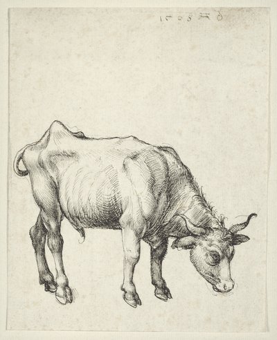 Giovane toro, c.1493 da Albrecht Dürer