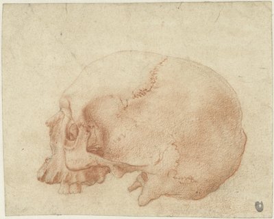Studio di un cranio da Alessandro Allori