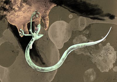 Mostri fantastici e creature, criptozoologia: rappresentazione di un Tatzelworm (o verme a zampe o arassas) Disegno di Alessandro Lonati, 2012 da Alessandro Lonati