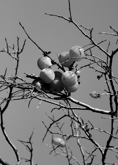 Giardino concettuale da Alex Caminker