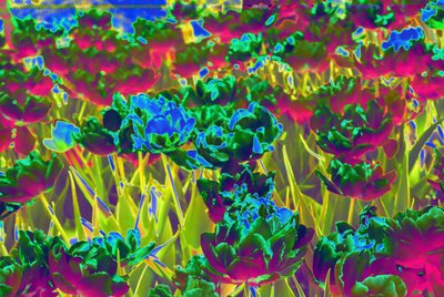 Giardino, 2019 da Alex Caminker