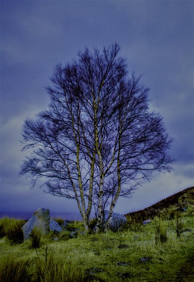 Paesaggio a due colori, 2019 da Alex Caminker