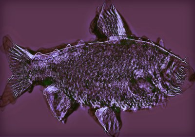 Pesce da Alex Caminker