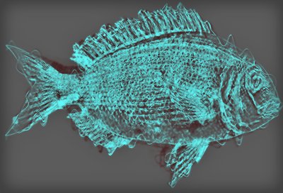 Pesce II da Alex Caminker