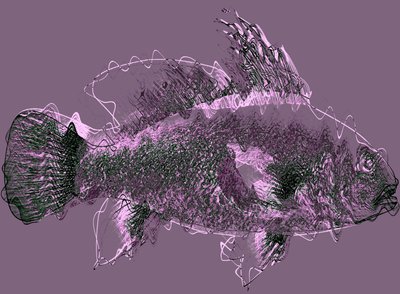 Pesce III da Alex Caminker