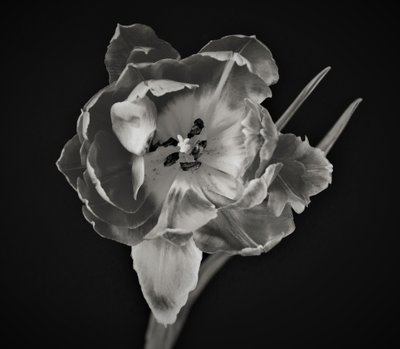 Geometria dei Fiori, 2019 da Alex Caminker