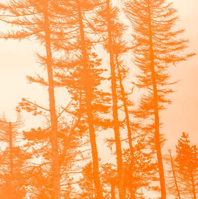 Se gli Alberi Fossero Arancioni, 2019 da Alex Caminker