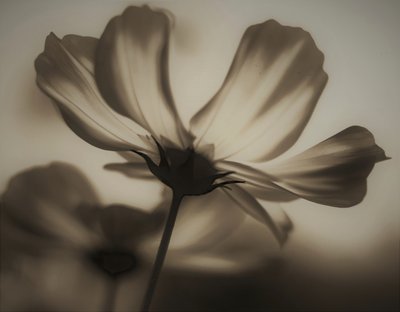 Radiografia naturale, 2019 da Alex Caminker