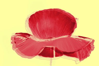 Tulipano rosso da Alex Caminker