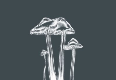 Funghi d