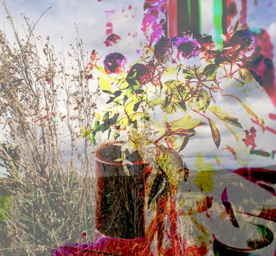Natura morta, 2019 da Alex Caminker