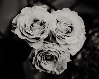 tre rose, 2019 da Alex Caminker