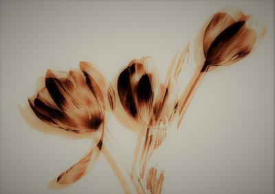Tulipani da Alex Caminker