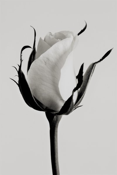 Rosa bianca da Alex Caminker