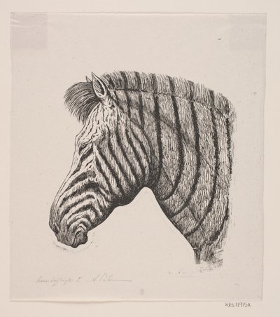 Testa di una zebra da Alexander Blom