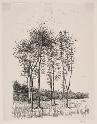 Faggi in crescita da Alexander Blom