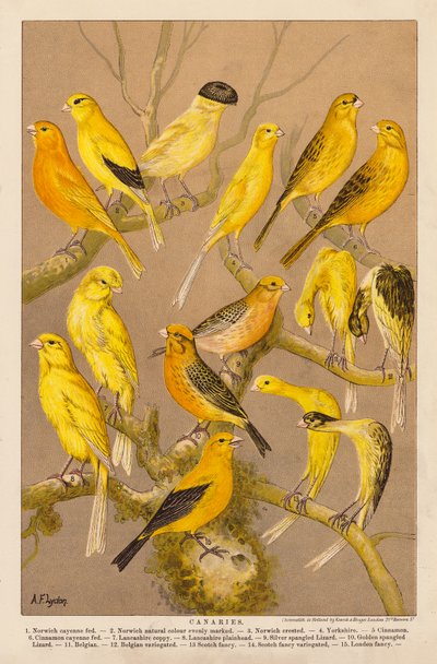 Canarini (cromolitografia) da Alexander Francis (after) Lydon