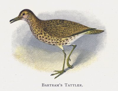 Il Totano di Bartram da Alexander Francis Lydon