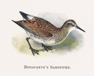 Il Piovanello di Bonaparte da Alexander Francis Lydon