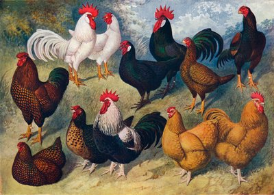 Razze di pollame, c1903 c1910 da Alexander Francis Lydon