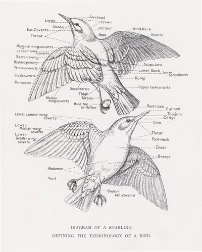 Diagramma di uno storno, definizione della terminologia di un uccello da Alexander Francis Lydon