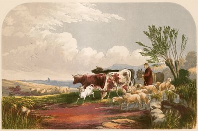 Illustrazione per 