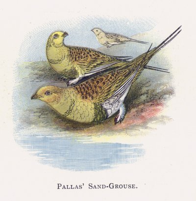 Il Gallo Cedrone di Pallas da Alexander Francis Lydon