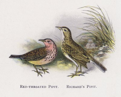 Pipit gola rossa, Pipit di Richards da Alexander Francis Lydon