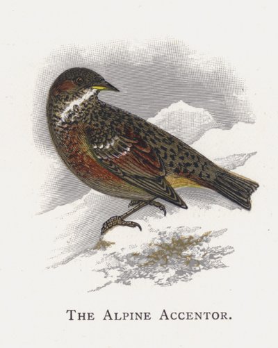 Il Passero Alpino da Alexander Francis Lydon