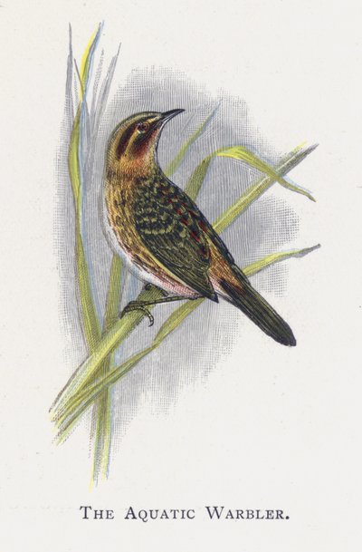 La Cannaiola Acquatica da Alexander Francis Lydon