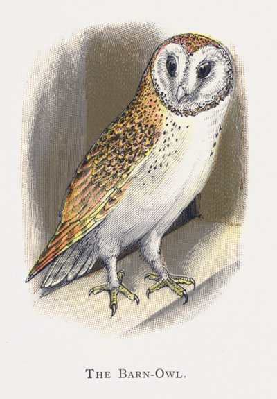 Il Barbagianni da Alexander Francis Lydon
