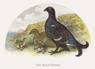 Il Gallo Cedrone Nero da Alexander Francis Lydon