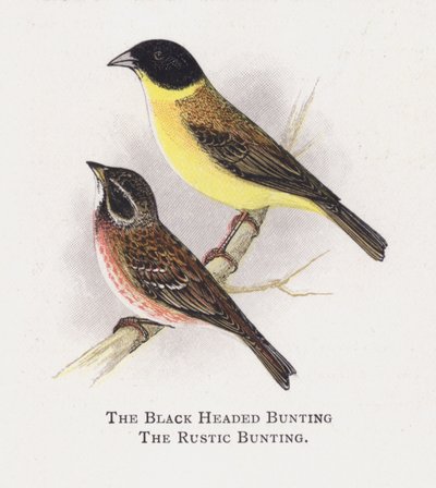 Emberiza testanera, Emberiza rustica da Alexander Francis Lydon