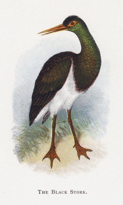 La Cicogna Nera da Alexander Francis Lydon
