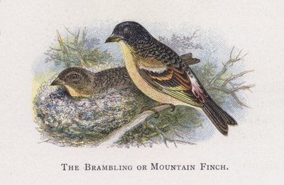 Il Fringuello Alpino da Alexander Francis Lydon