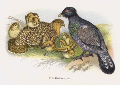 Il gallo cedrone da Alexander Francis Lydon