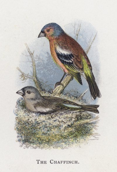 Il Fringuello da Alexander Francis Lydon