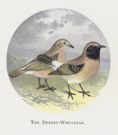 Il Culbianco del Deserto da Alexander Francis Lydon