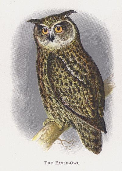Il Gufo Reale da Alexander Francis Lydon