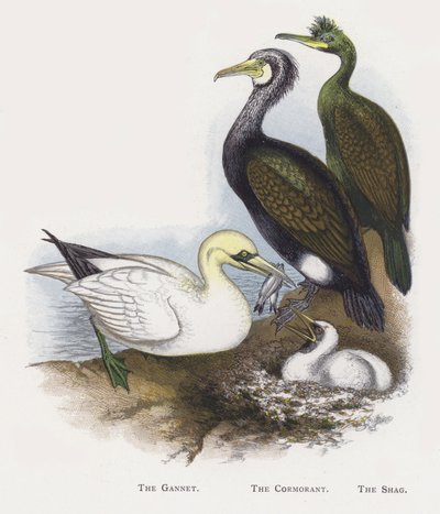La sula, Il cormorano, Il marangone da Alexander Francis Lydon