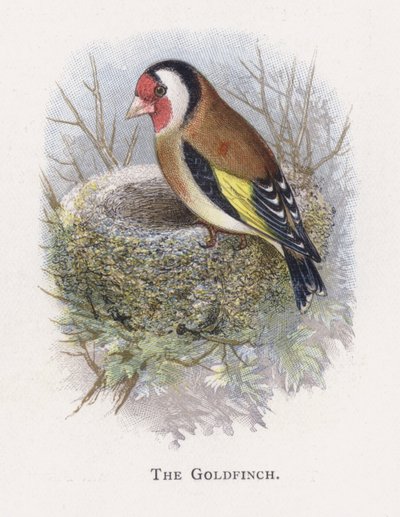 Il Cardellino da Alexander Francis Lydon