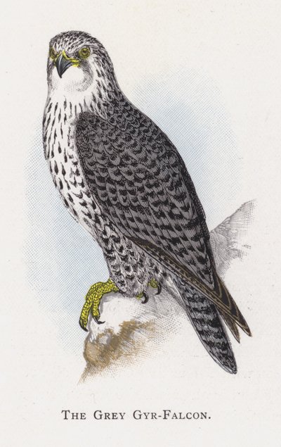 Il Falco Pellegrino Grigio da Alexander Francis Lydon