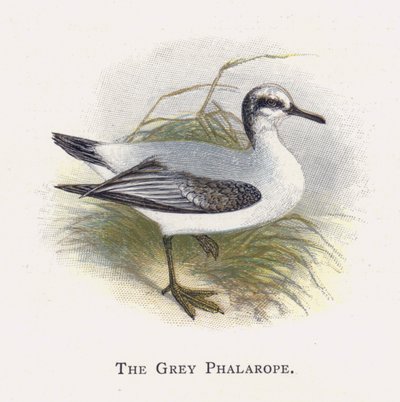 Il Falaropo grigio da Alexander Francis Lydon