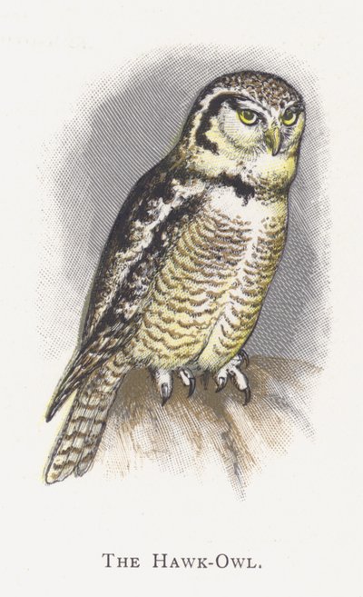 Il Gufo Falco da Alexander Francis Lydon