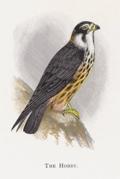 Il Falco Lodolaio da Alexander Francis Lydon