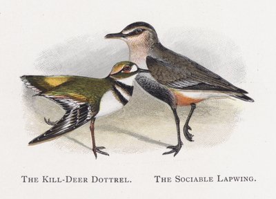 Il Piviere Kill-Deer, Il Piviere Sociabile da Alexander Francis Lydon