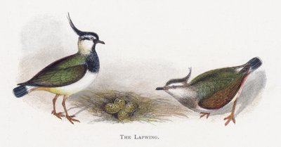 Il Pavoncella da Alexander Francis Lydon