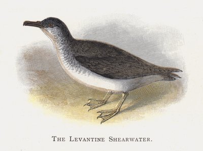 La Berta Levantina da Alexander Francis Lydon